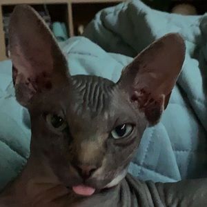 Meet your Posher, Helena